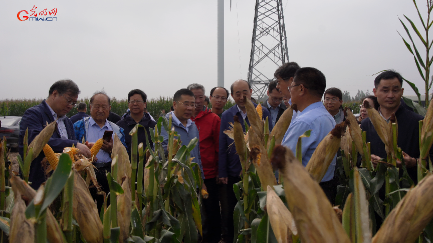 “中玉303”为秋粮增产添底气