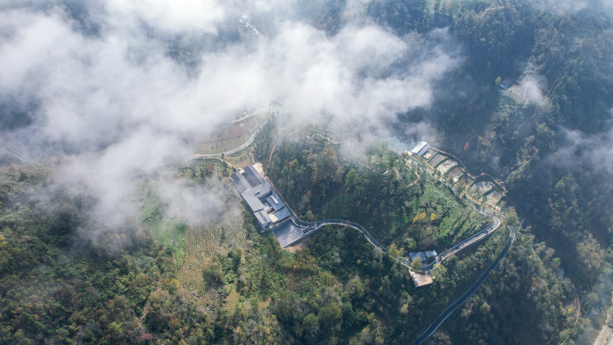 汉中镇巴：茶旅融合铺就多元增收路