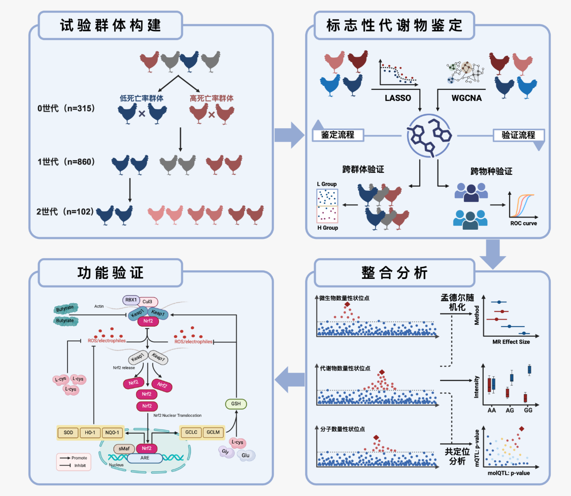 我国科学家破解白羽肉鸡抗病密码