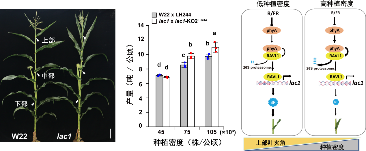 “聪明”的玉米长啥样？这项研究关系你我的饭碗