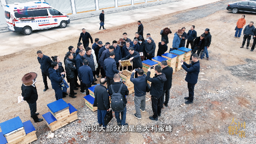 春耕中的新质生产力：小蜜蜂撬动油菜产业大增收