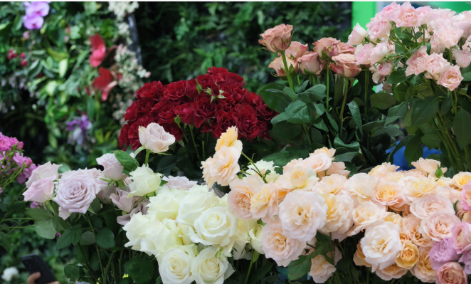 科技育繁花 种芯绽杨凌 科技育繁花 种芯绽杨凌