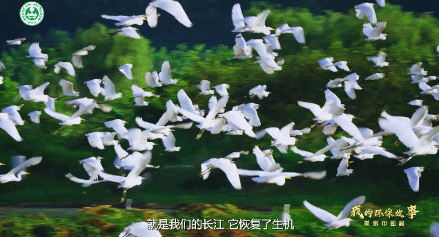 我的环保故事·娟秀中国篇③ | 叶梅：生态文体创作是复兴一个期间的召唤