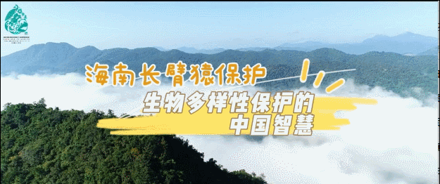 【画说生物圈】海南长臂猿保护：生物多样性保护的中国智慧