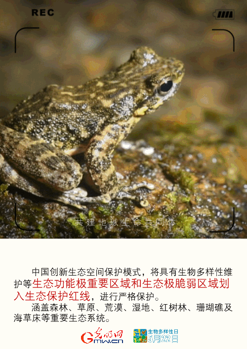 【动态海报】保护生物多样性，共建地球生命共同体