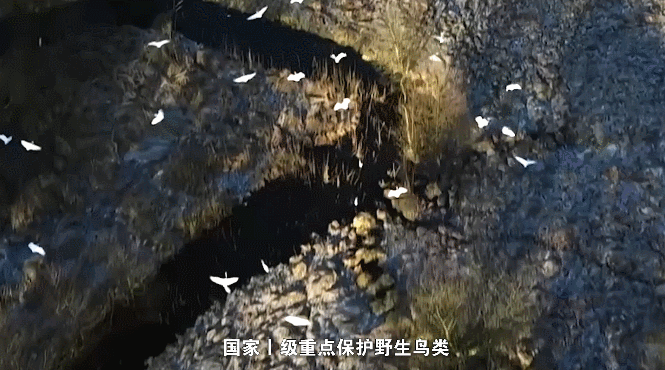 非凡十年看武汉 | 卫星视角看“百鸟乐园”绿色答卷