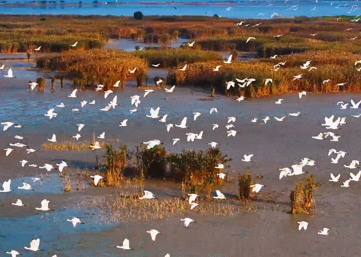 跨越山海，百万候鸟在这里相聚——探访国家级珍禽自然保护区