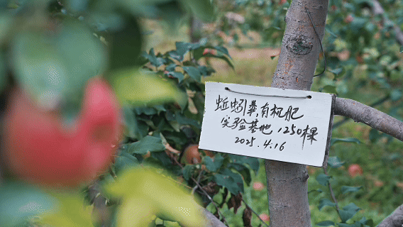 和谐共生｜林果产业生态化，燕山北麓绿生金