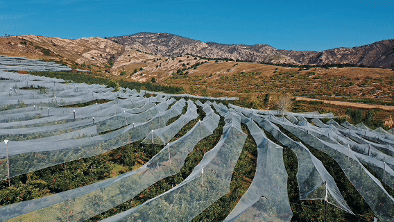 和谐共生｜林果产业生态化，燕山北麓绿生金