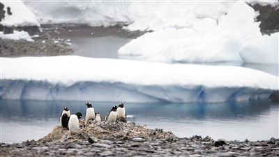 18.3℃！南极洲气温创近60年来新高