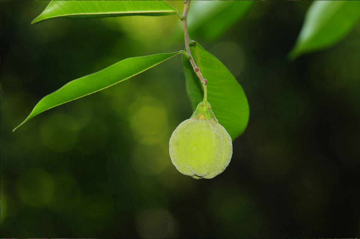 珍稀！455种植物列入《国家重点保护野生植物名录》