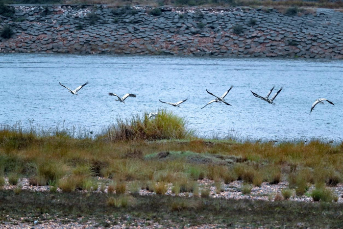 灰鹤首次“做客”湖南衡山萱洲国家湿地公园