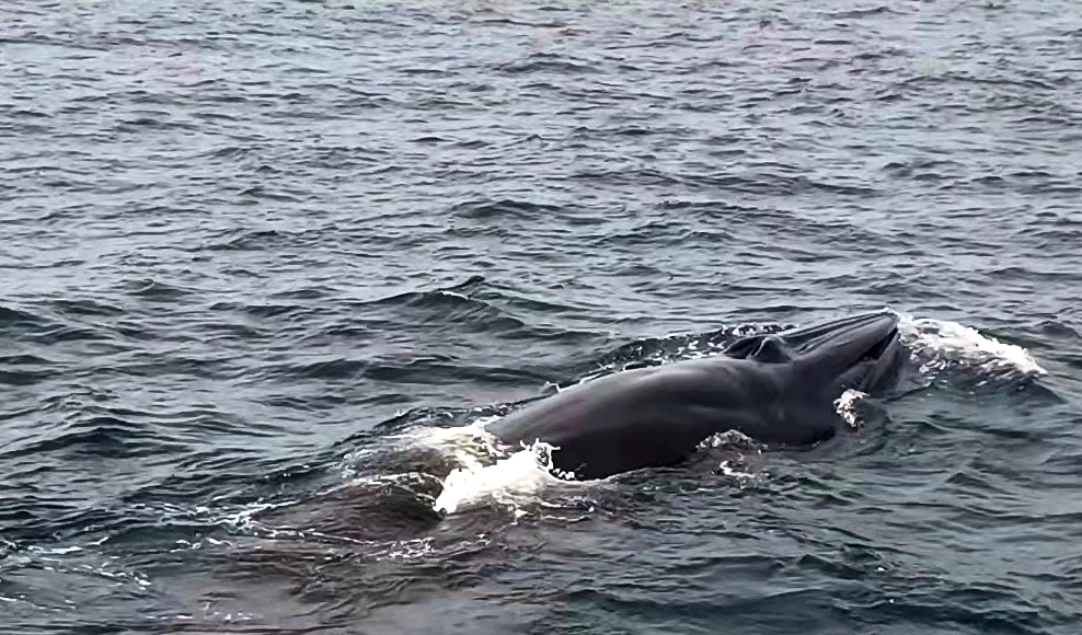 海警护航！“海洋精灵”布氏鲸在涠洲岛自由捕食