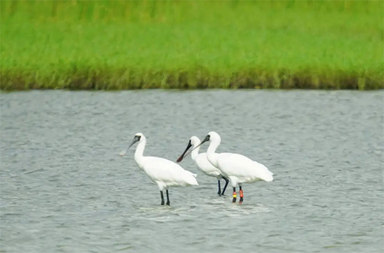 海南昌江：生态环境持续向好 黑脸琵鹭与白翅浮鸥陆续栖息驻足