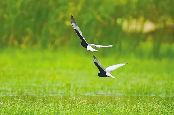 海南昌江：生态环境持续向好 黑脸琵鹭与白翅浮鸥陆续栖息驻足
