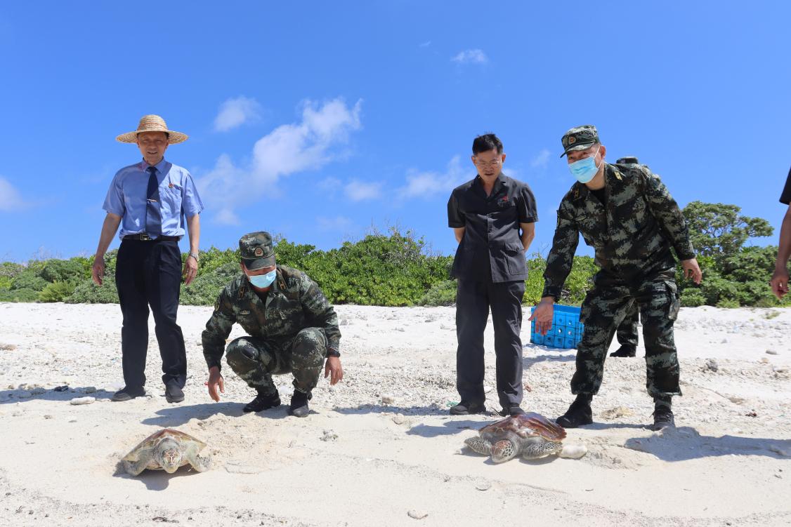 海南三沙海警局将两只野生绿海龟放归大海