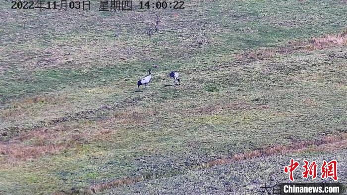 云南寻甸自然保护区迎来今年首批越冬黑颈鹤