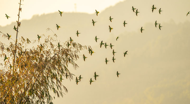 云南瑞丽100余只花头鹦鹉“扎堆”出现 刷新国内观测纪录