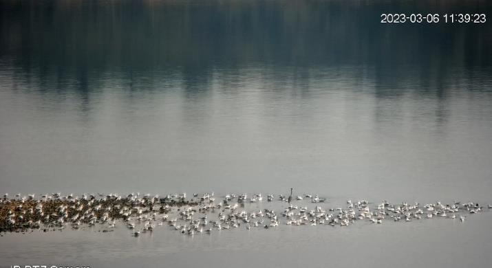 鸟类齐聚会！湖南衡山萱洲国家湿地公园来了“新朋友”