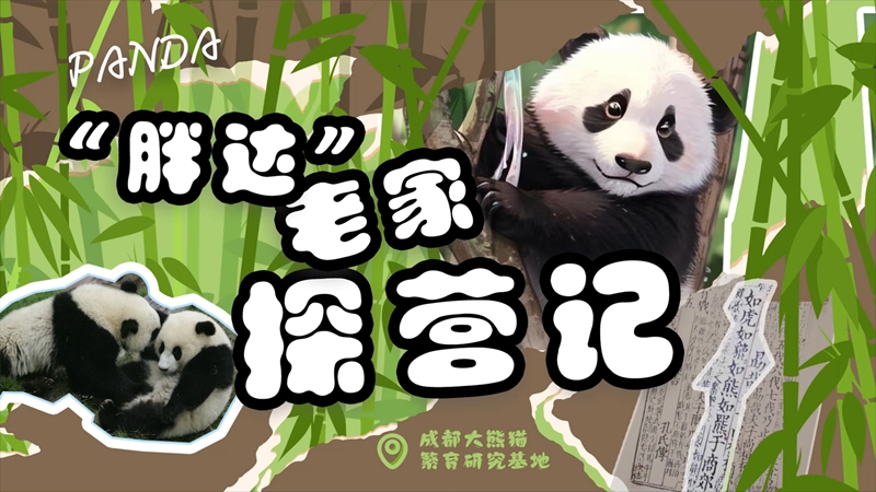 国际熊猫日丨去“胖达”老家，探访“熊丁兴旺”的秘密