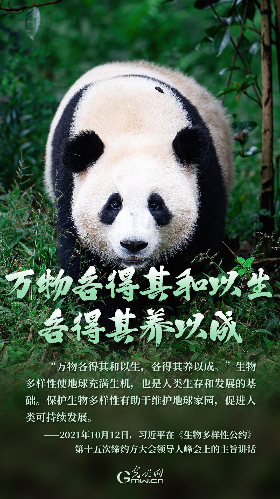 海报丨人与自然和谐共生，守护生物多样性之美