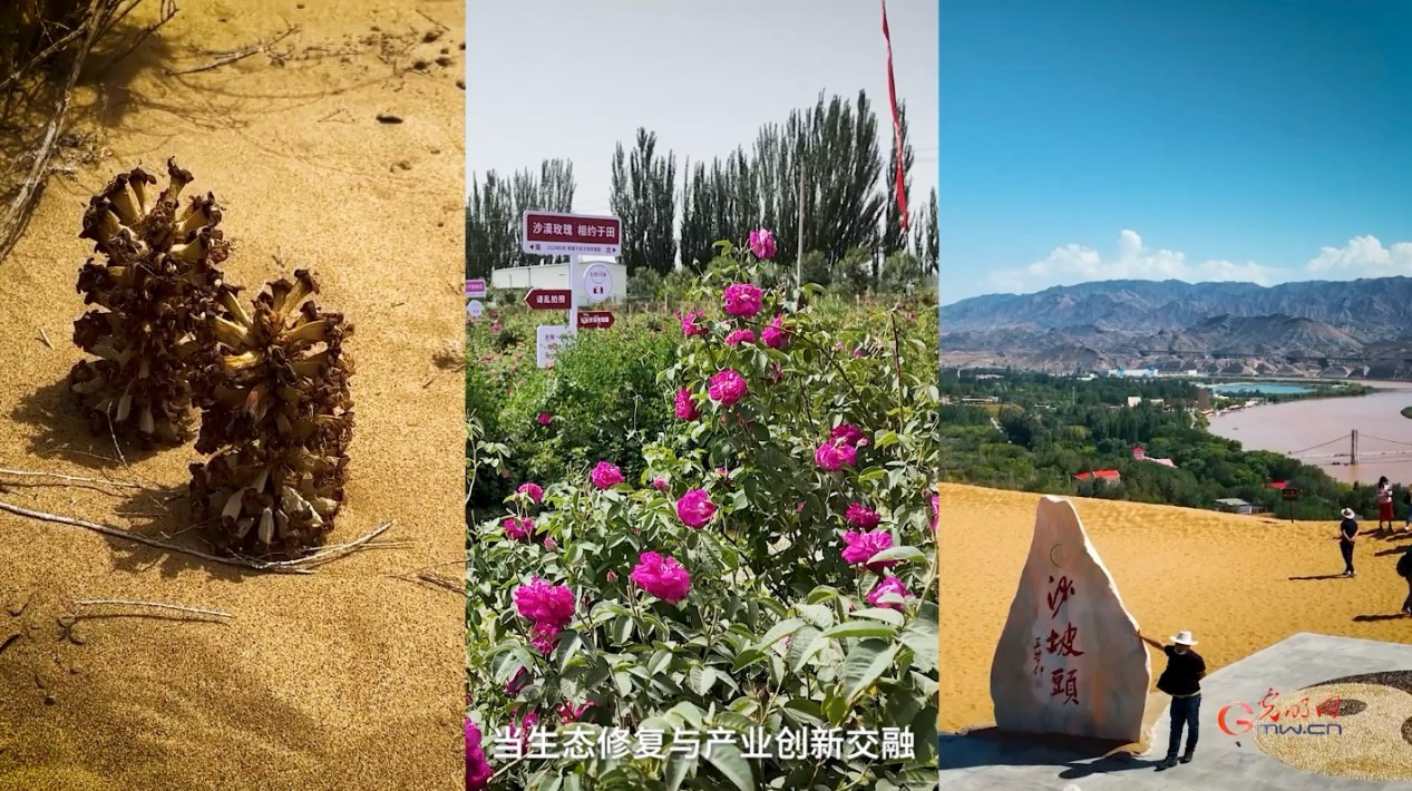 “三北”工程：绿意生金