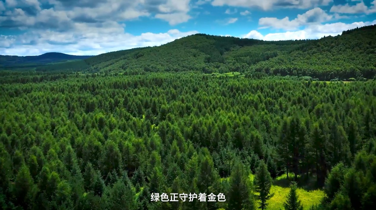 “三北”工程：绿意生金