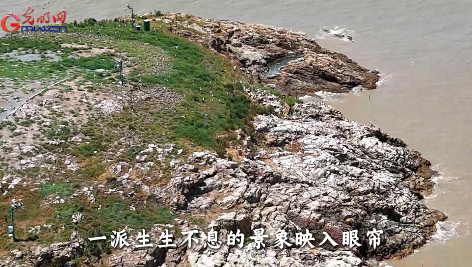 绿水青山“瞰”中国丨舟山五峙山列岛：奏响“神话之鸟”繁衍的诗意乐章