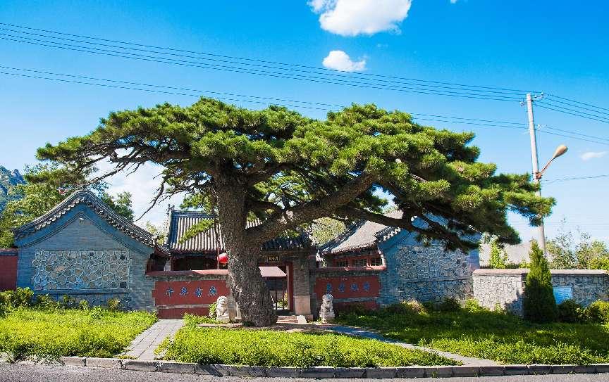 2025年全国古树名木保护科普宣传周活动启动