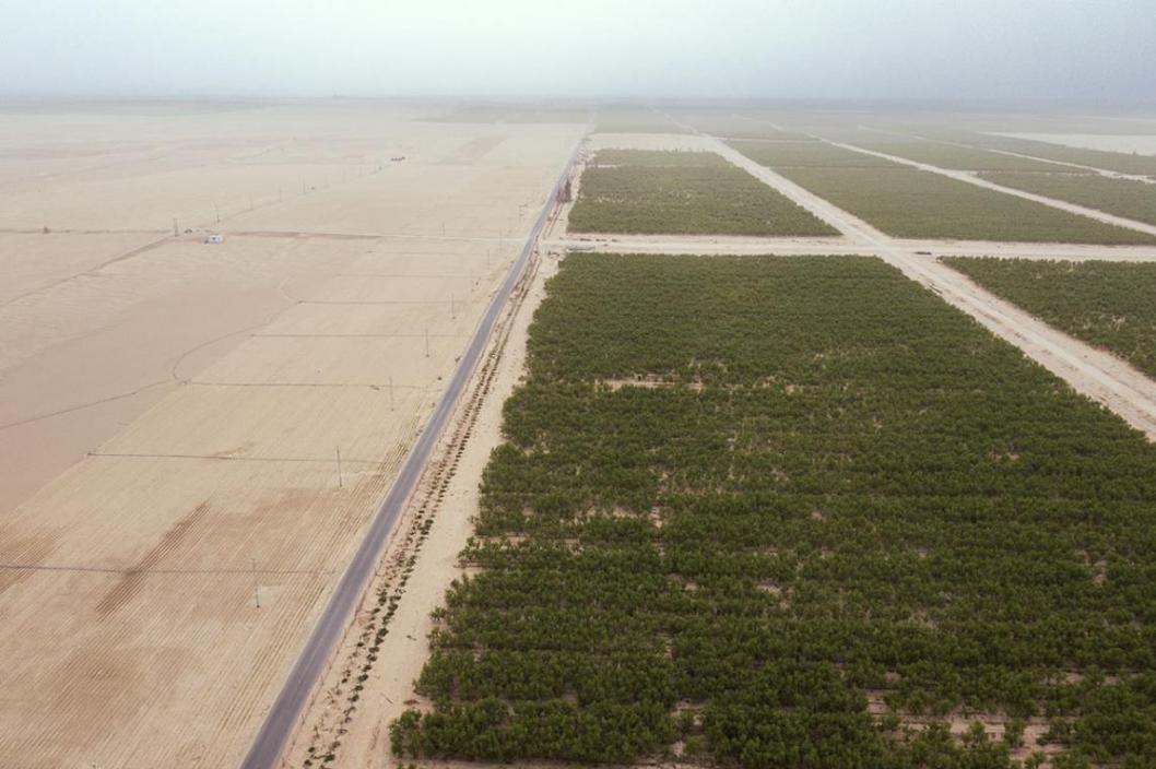 联合国粮农组织授予中国“三北”工程“全球技术成就林业奖”