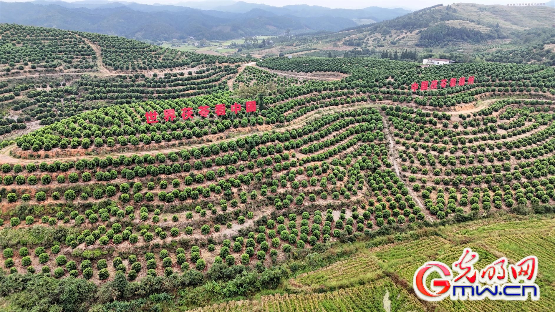 湖南怀化:林下经济绘就绿色发展新画卷 湖南怀化:林下经济绘就绿色发展新画卷