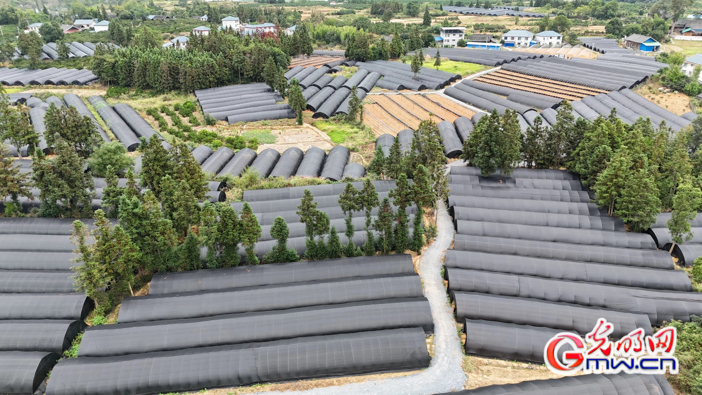 湖南怀化:林下经济绘就绿色发展新画卷 湖南怀化:林下经济绘就绿色发展新画卷