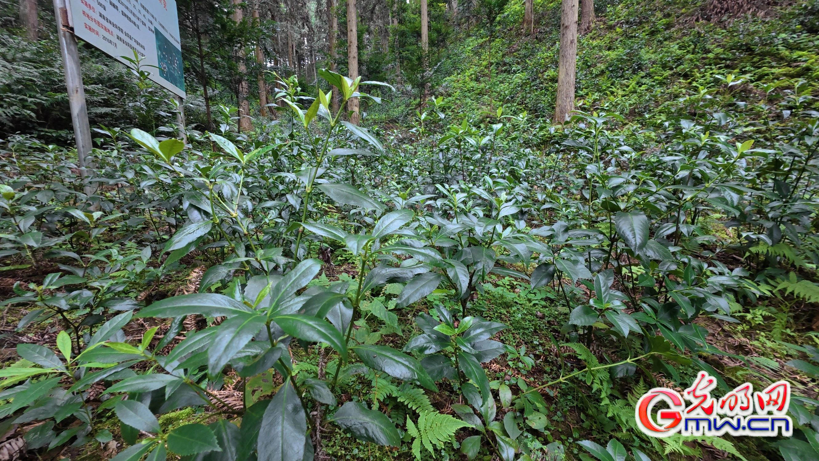 湖南怀化:林下经济绘就绿色发展新画卷 湖南怀化:林下经济绘就绿色发展新画卷