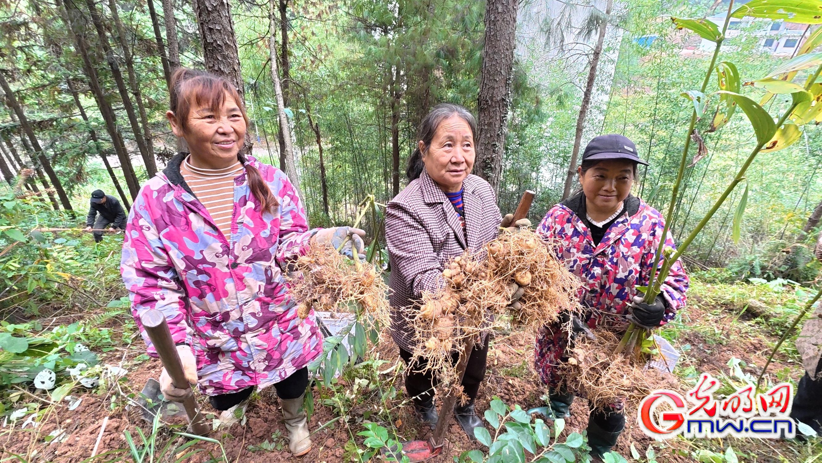 湖南怀化:林下经济绘就绿色发展新画卷 湖南怀化:林下经济绘就绿色发展新画卷