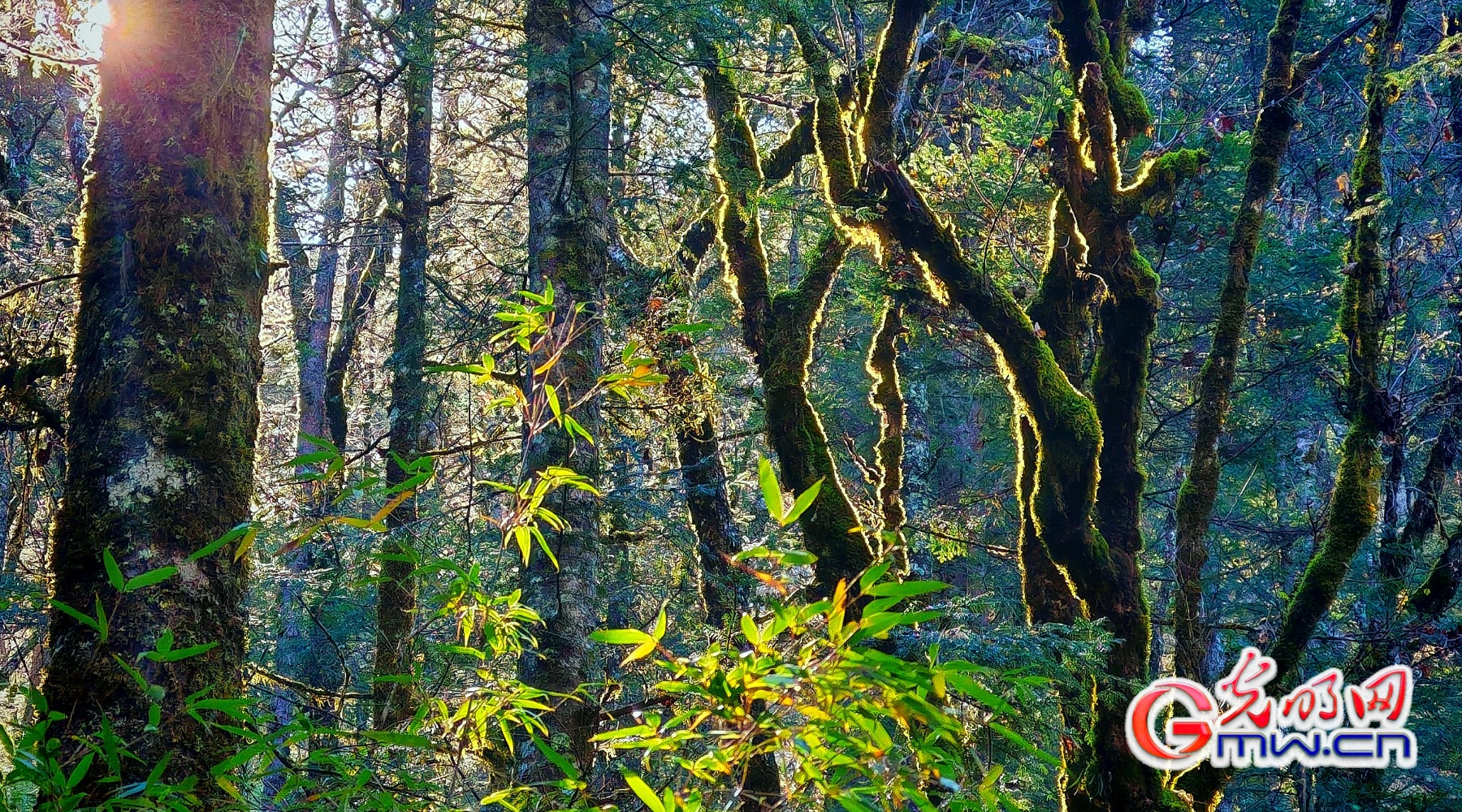 美丽中国|秋染王朗:雪山与彩林同框 美丽中国|秋染王朗:雪山与彩林同框