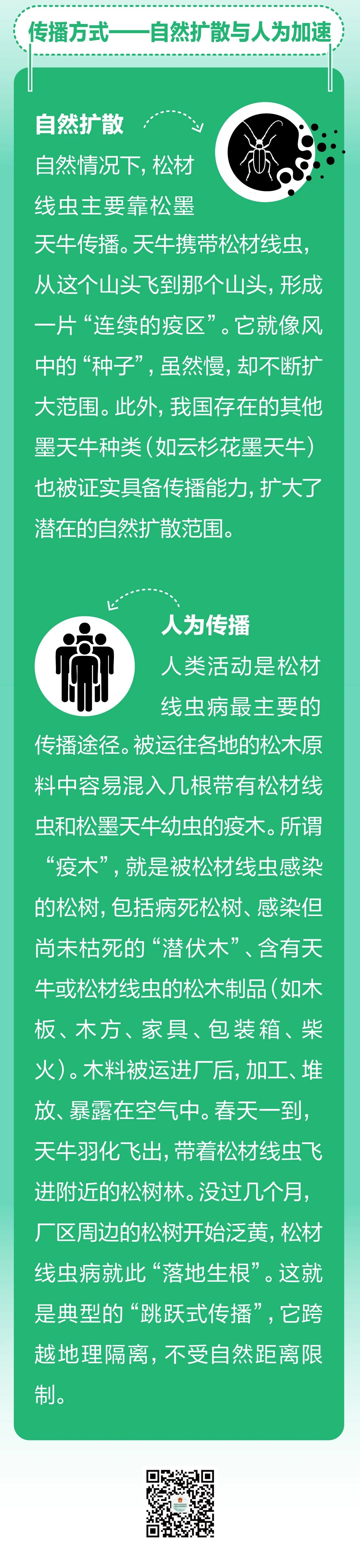 松树也会得“癌症”？一图揭秘背后的原因