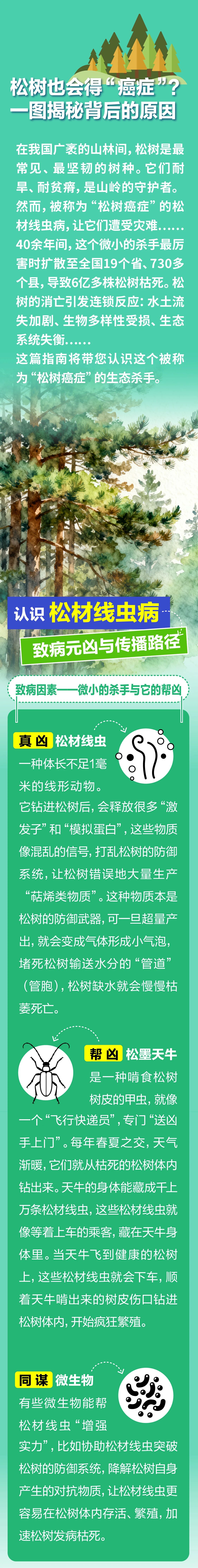松树也会得“癌症”？一图揭秘背后的原因