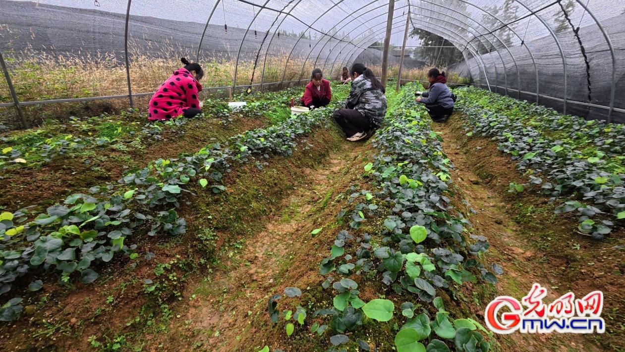 怀化的山是“藏金的筐”！山林草木间也有“金山银山”