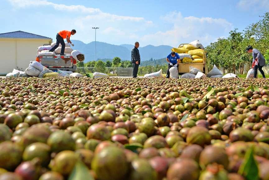 “十四五”期间我国茶油产量增长53%