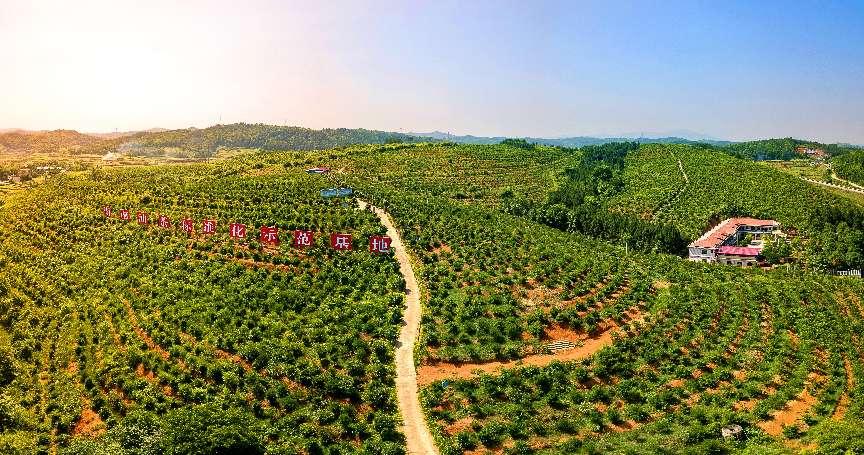 “十四五”期间我国茶油产量增长53%