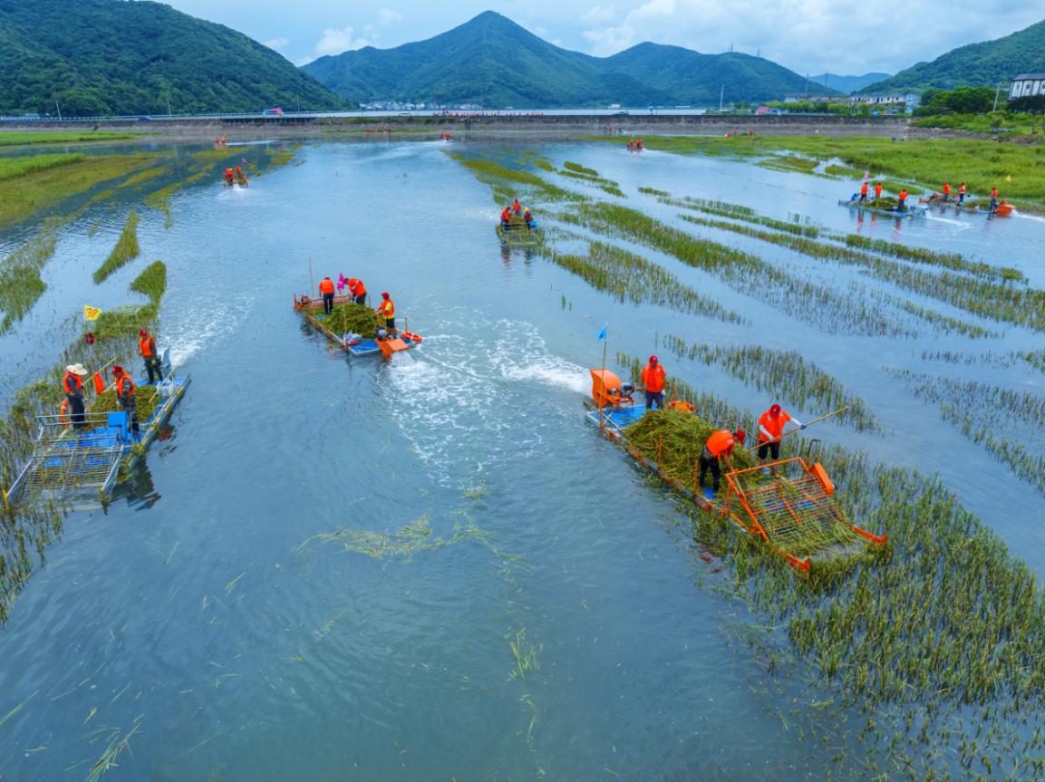 国家林草局：全国146万亩互花米草清除任务全面完成