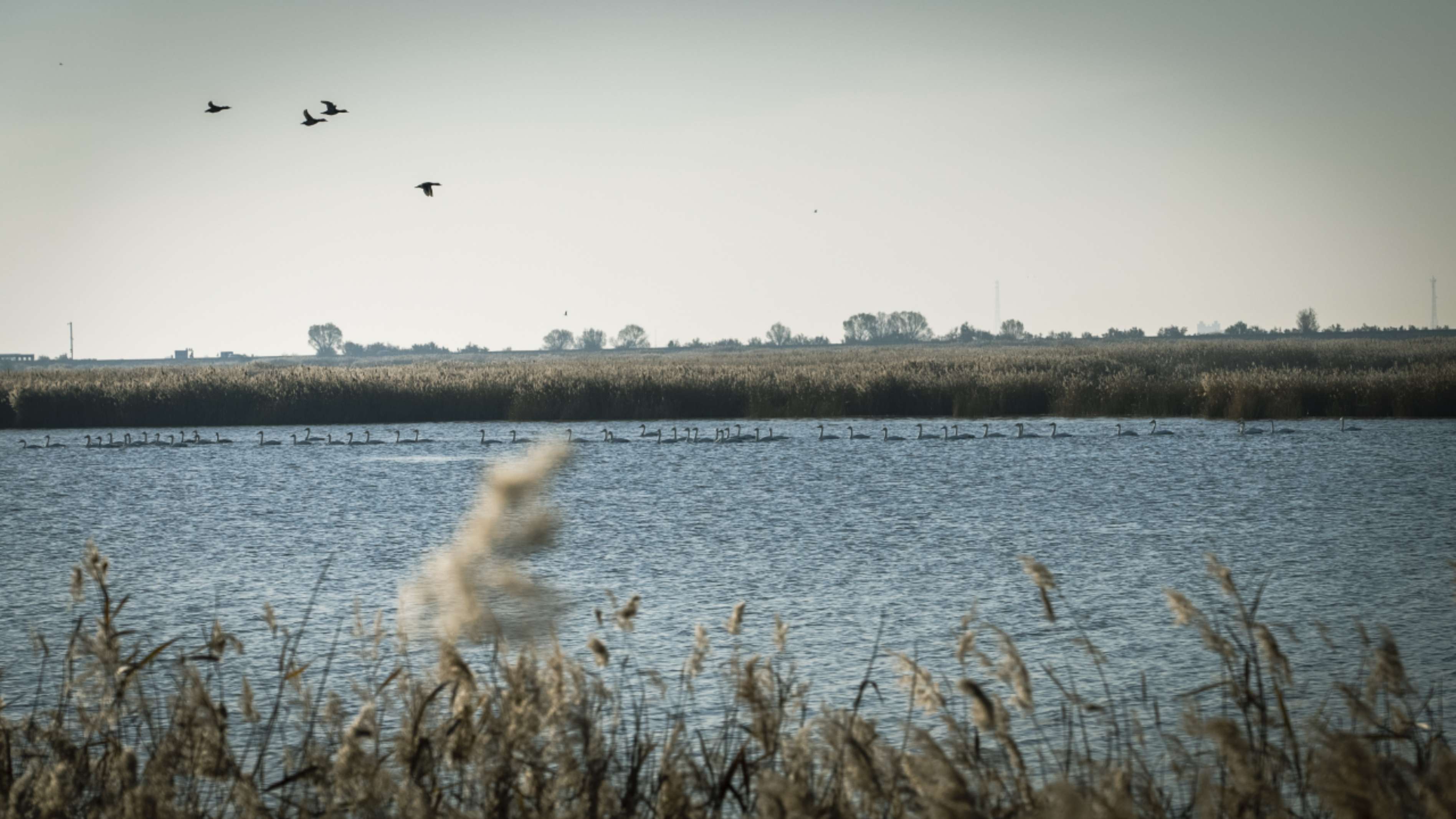 黄河口湿地：大河之洲上的“生命流动”
