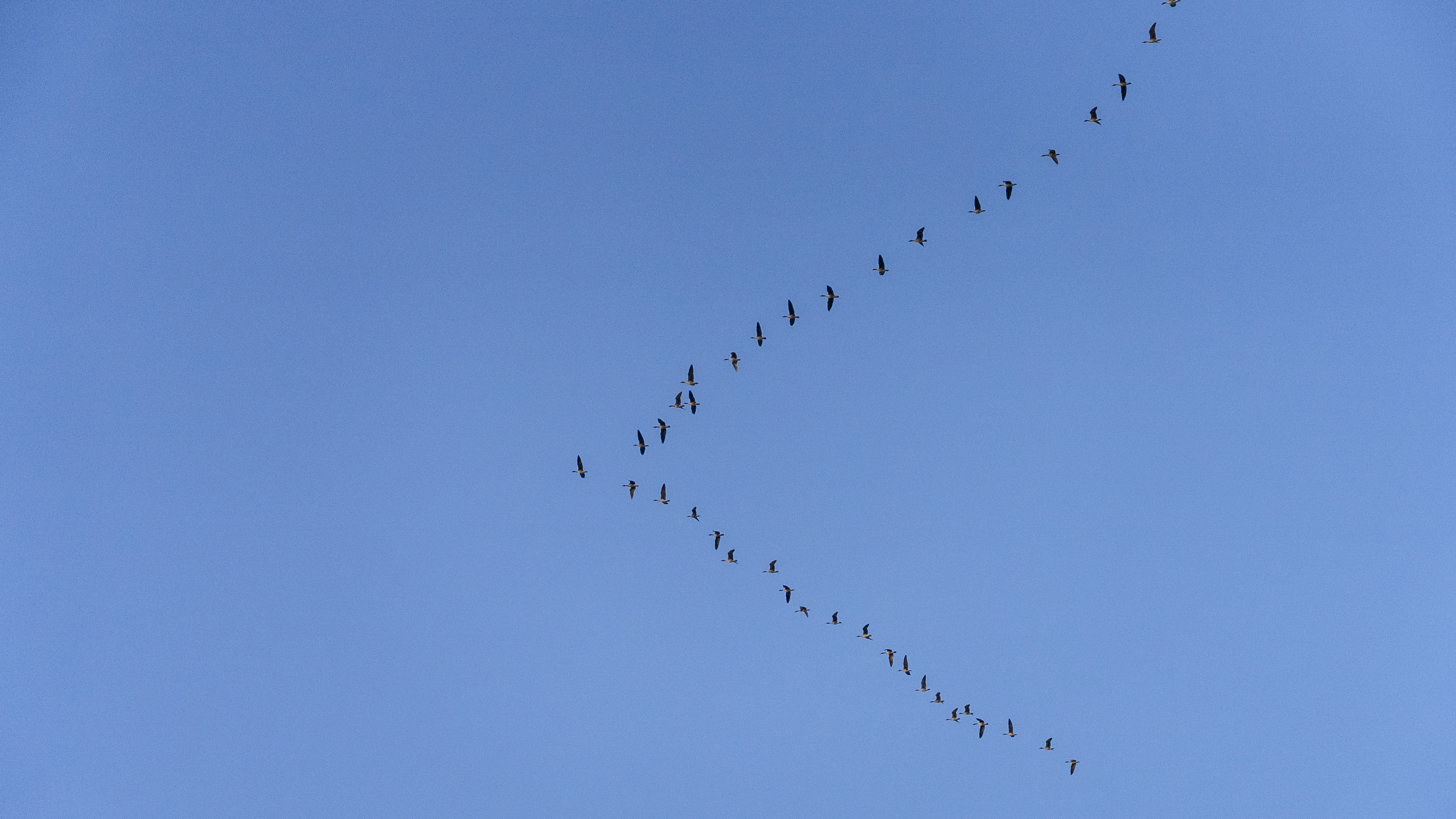 黄河口湿地：大河之洲上的“生命流动”