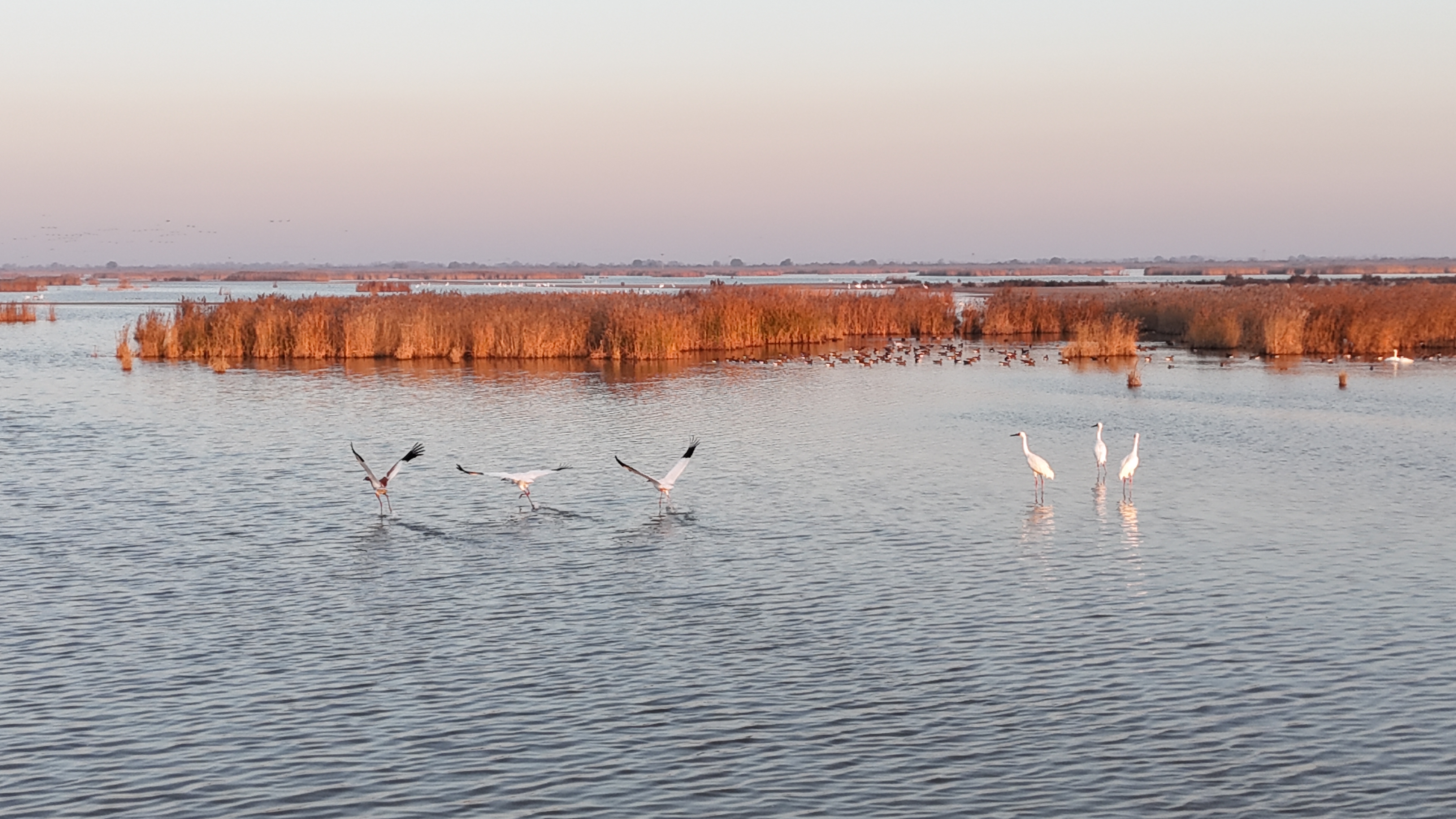 黄河口湿地：大河之洲上的“生命流动”