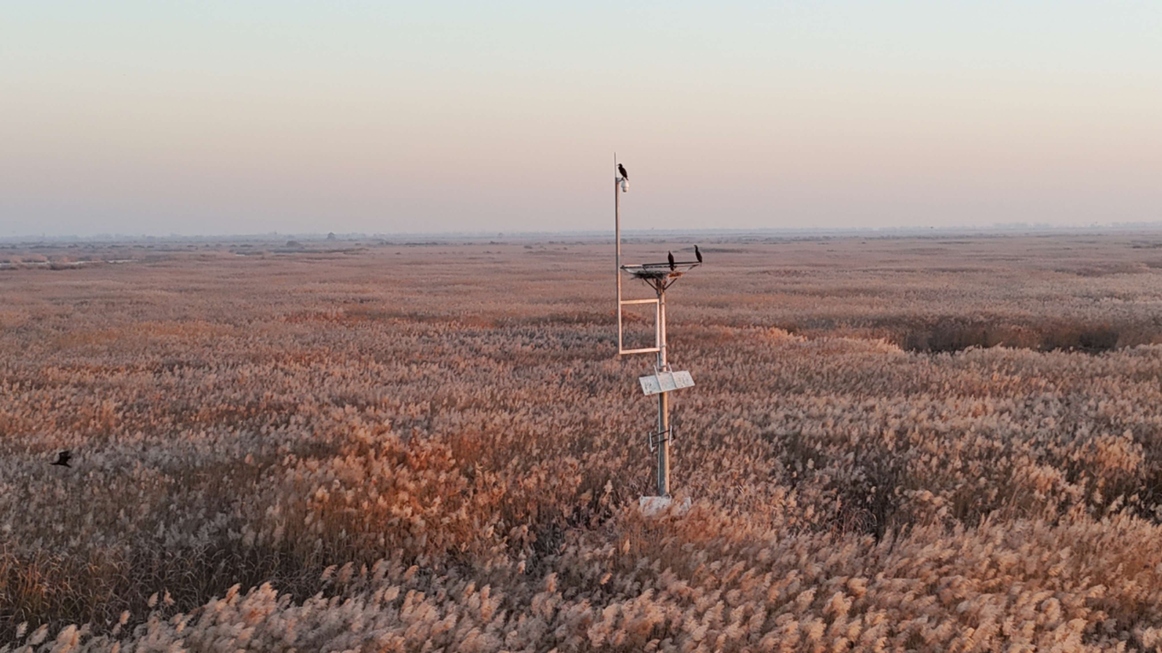 黄河口湿地：大河之洲上的“生命流动”