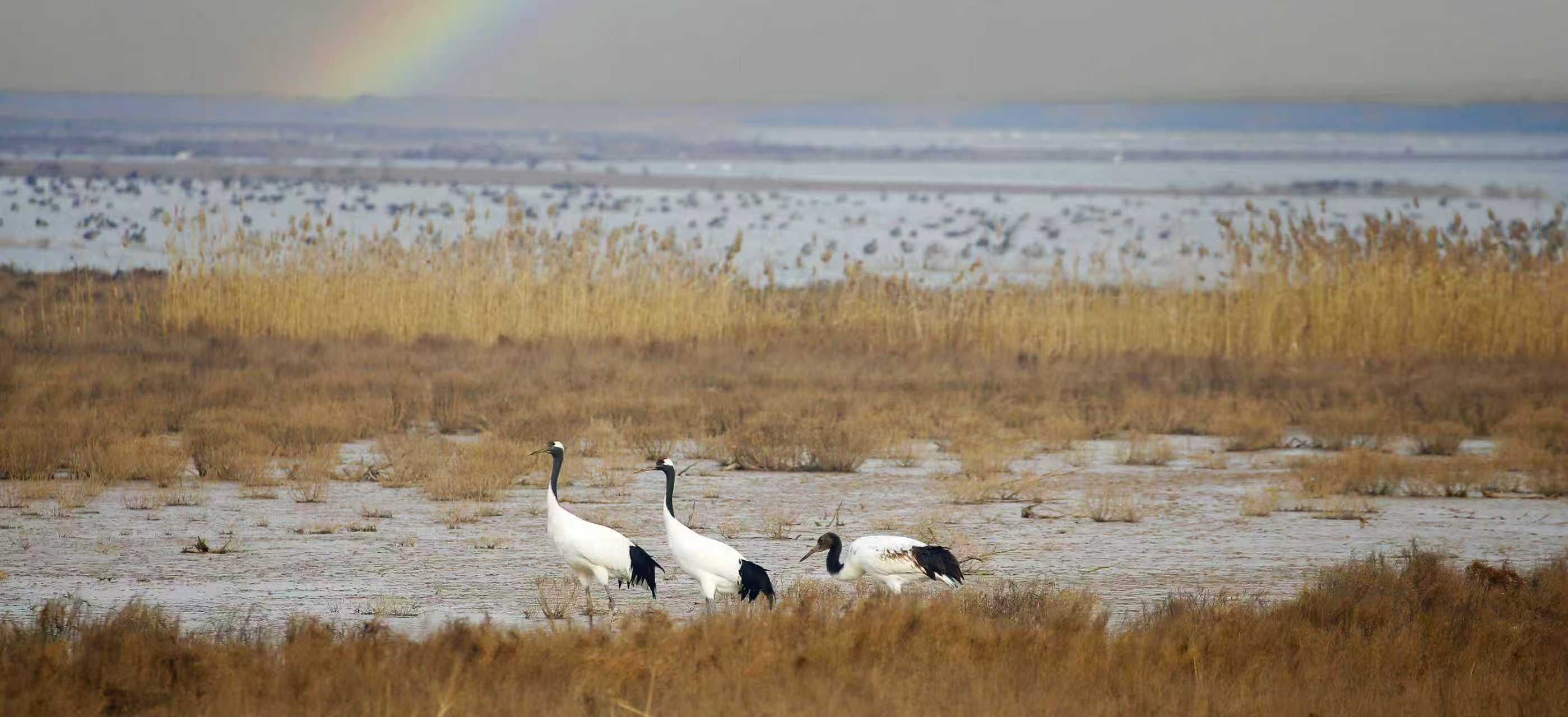 在这里，“国宝级”候鸟抬头可见！