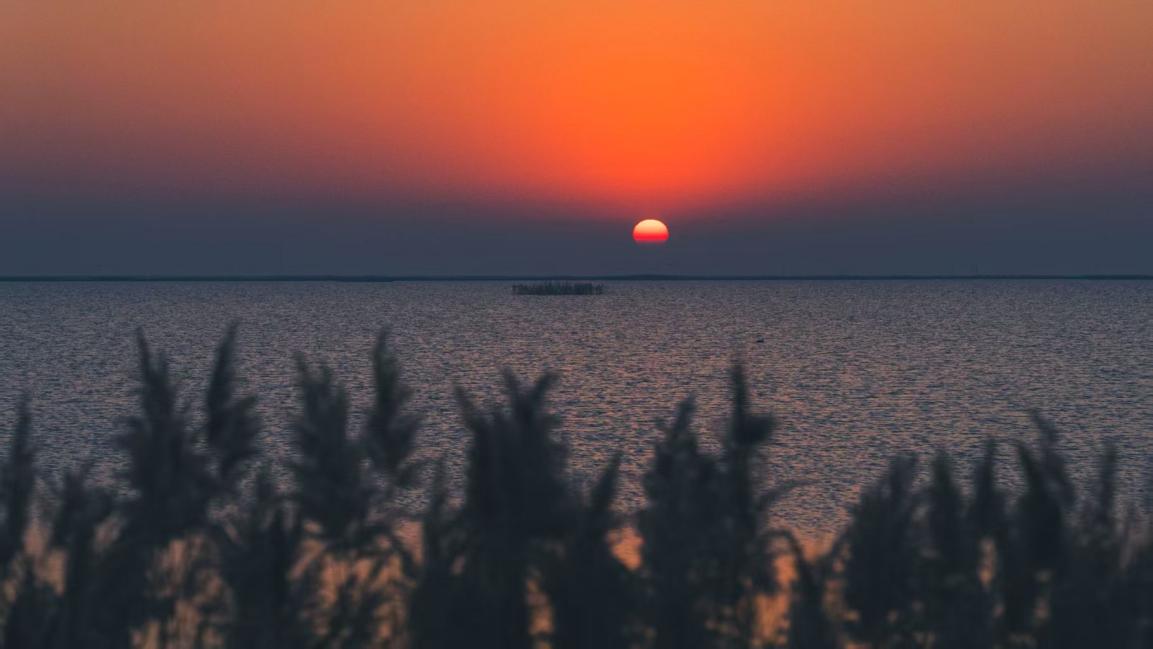 在这里，“国宝级”候鸟抬头可见！