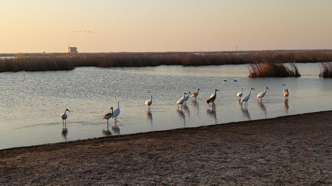 在这里，“国宝级”候鸟抬头可见！
