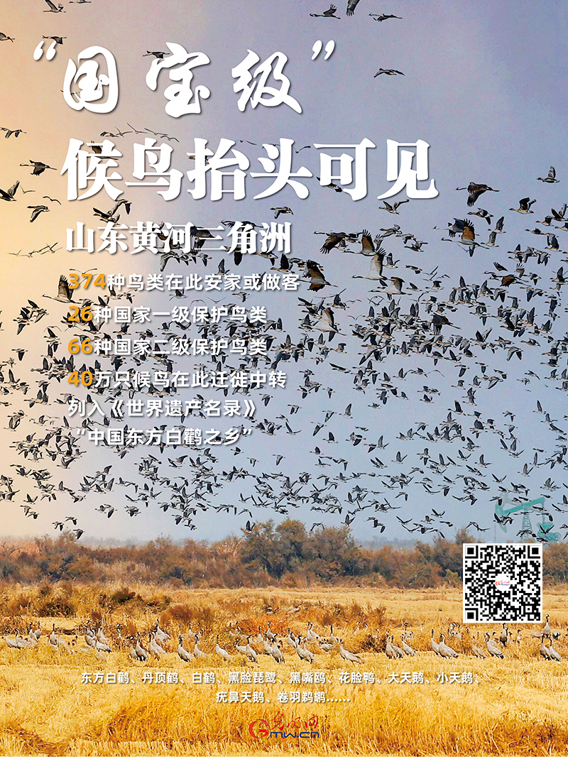 在这里，“国宝级”候鸟抬头可见！