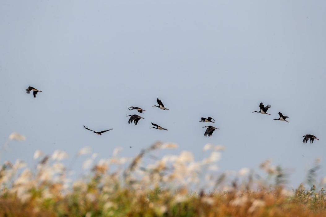 西洞庭湖保护区：越冬水鸟增长177%！226种鸟类在洞庭安营扎寨